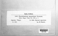 Image of Nothopucciniastrum styracinum